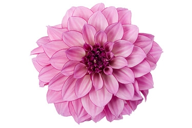 Dahlia Hypnotica Purple Bicolour Variety Thumbnail.jpg